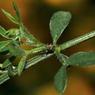 Ebenfalls an Besenginster (Cytisus scoparius) ...