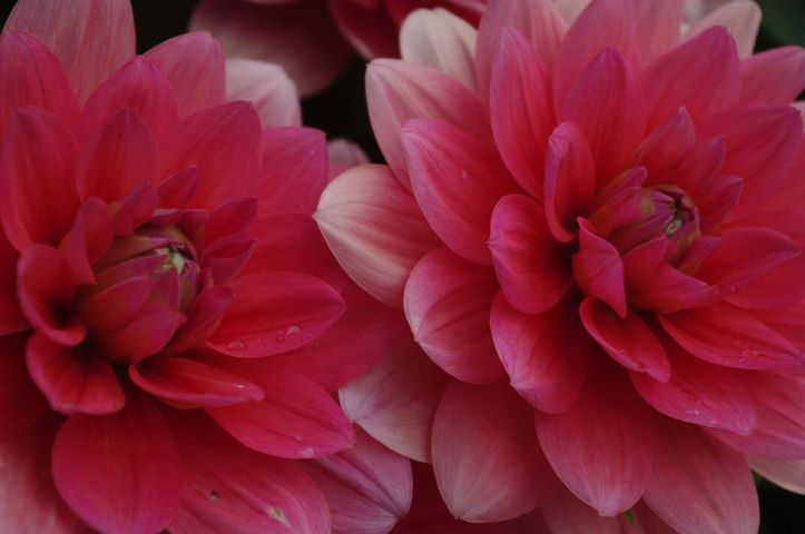 Ebenfalls Blumen aus dem kleinen Örtchen Stellendam in Holland =)