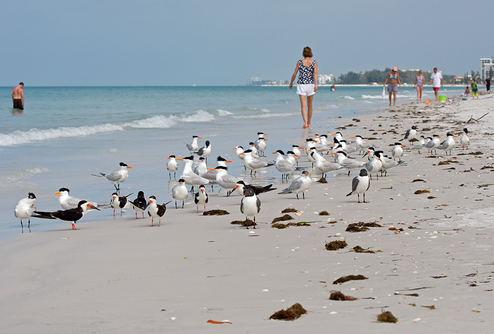 Ebenfalls typisch für Florida