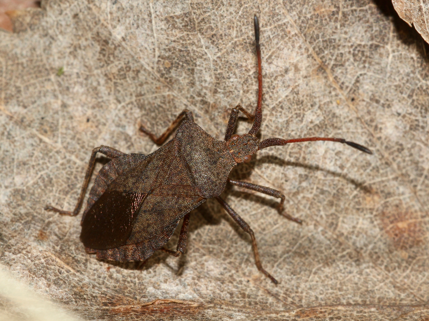 Ebenfalls zur Familie der Randwanzen (Coreidae) ...