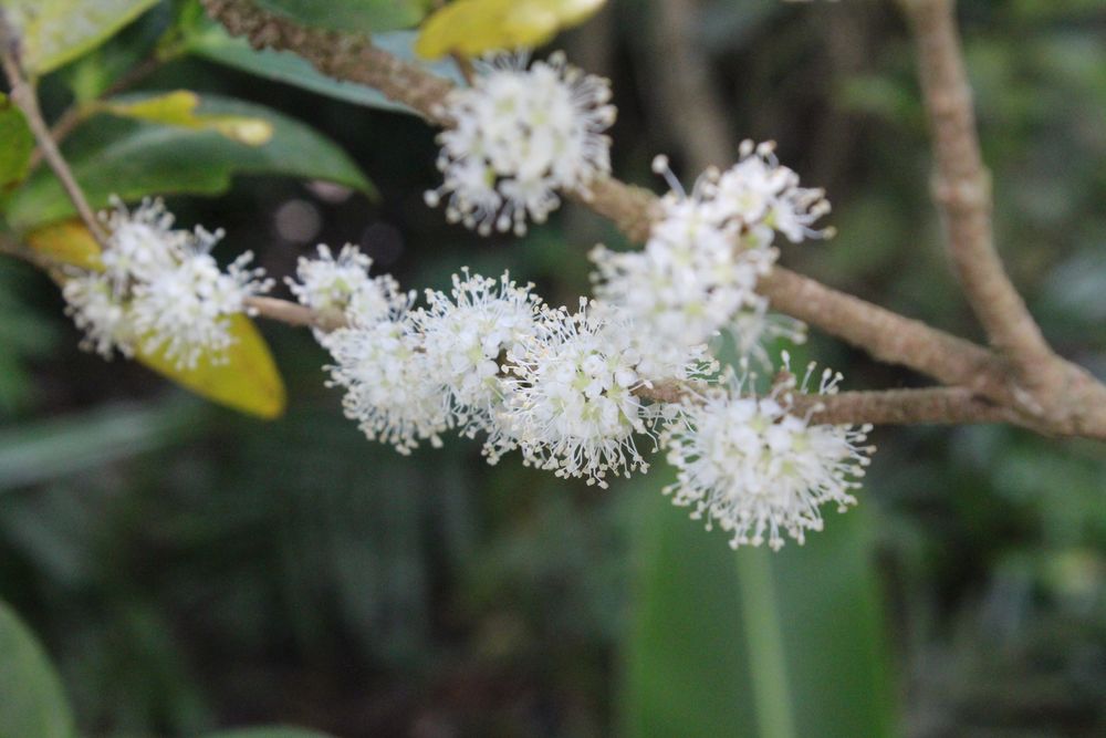 Ebenholzblüten