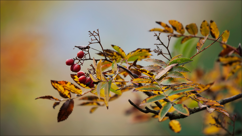 Eberesche im Herbst