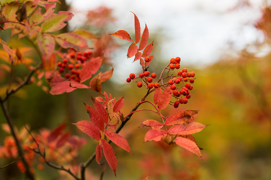 Eberesche im Herbst (MOG 0117)