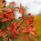 Eberesche im Herbst (MOG 0117)