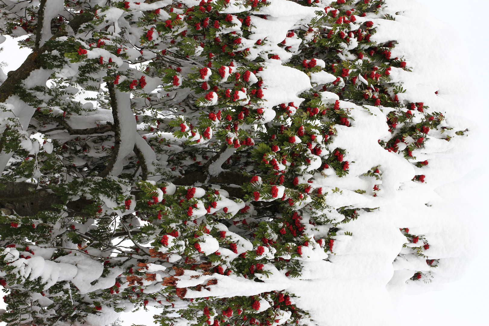 Eberesche im Schnee