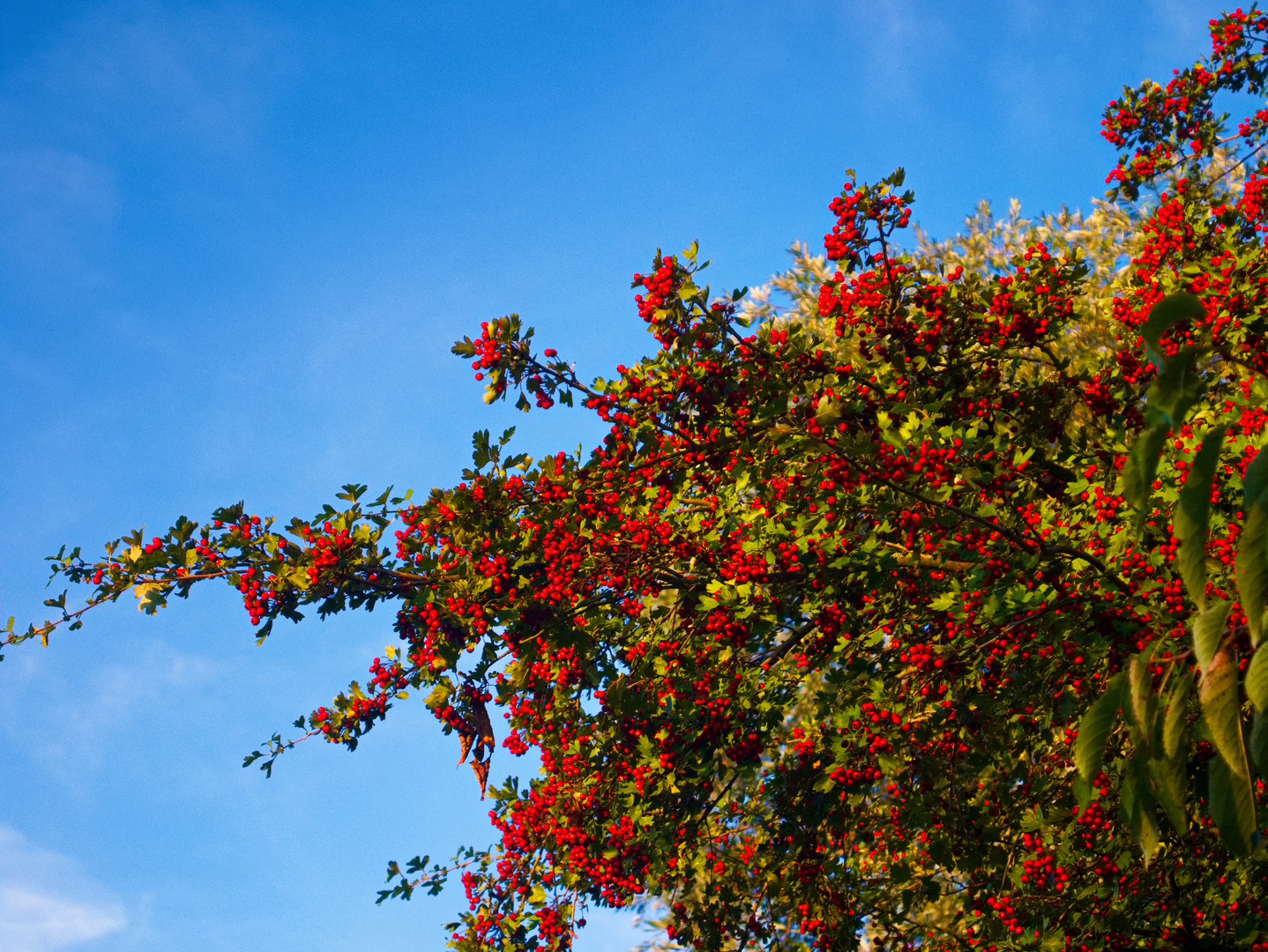 Eberesche im September