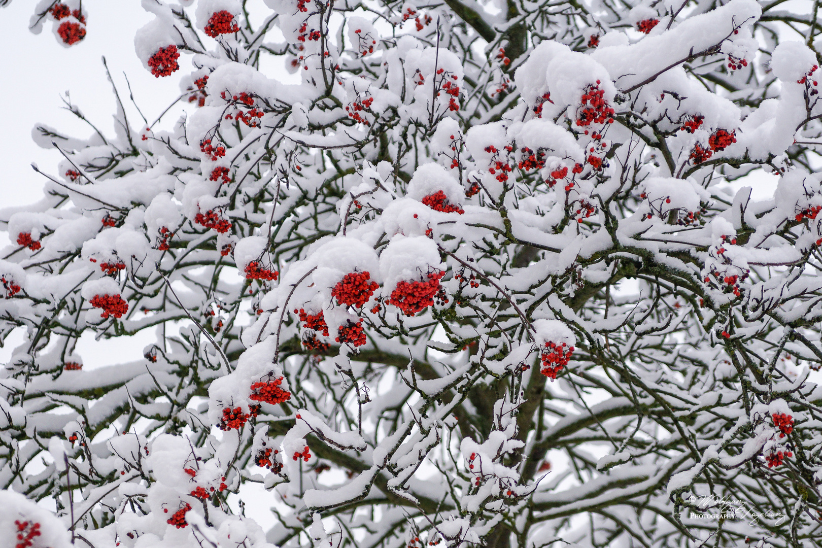 Eberesche im Winter