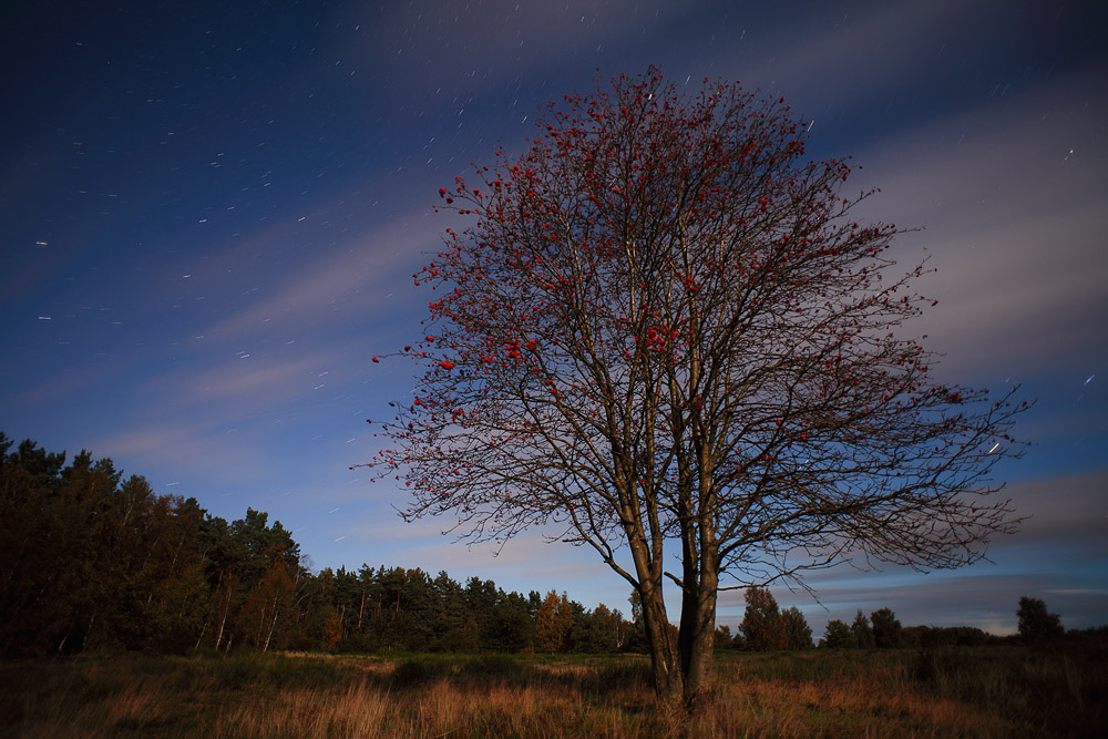 Eberesche nach Meteoritenschauer