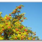 Eberesche (Sorbus aucuparia)