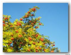 Eberesche (Sorbus aucuparia)