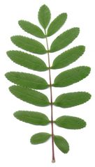 Eberesche (Sorbus) Blatt
