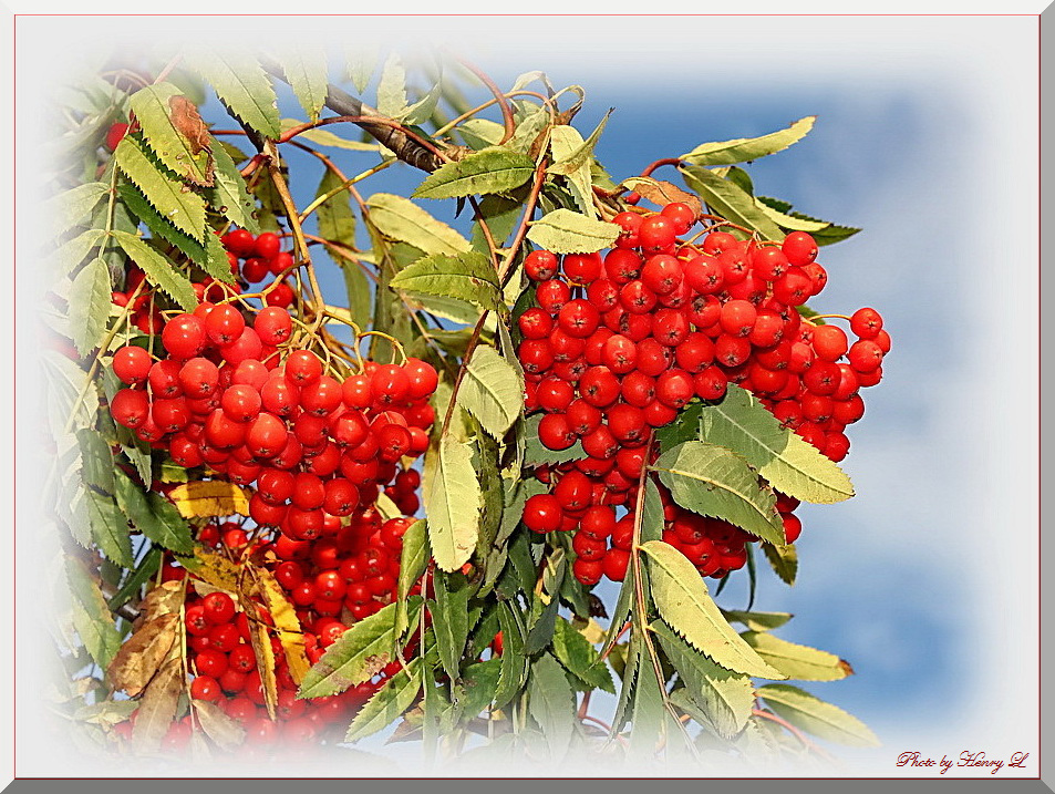 Eberesche (Vogelbeeren)