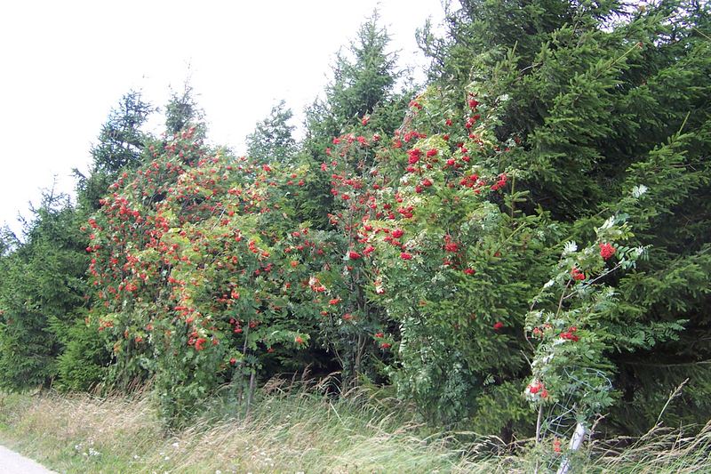 Ebereschen in der Rhön