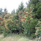 Ebereschen in der Rhön