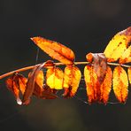 Ebereschenblatt im Gegenlicht