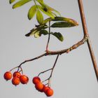 Eberesche/Vogelbeeren    'gen grauer Sonntag Morgenhimmel,