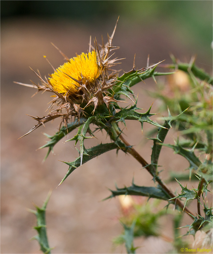 Eberwurzen oder Golddisteln (Carolina corymbosa)....-