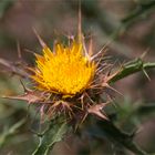 Eberwurzen oder Golddisteln (Carolina corymbosa).....