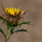 Eberwurzen oder Golddisteln (Carolina corymbosa).