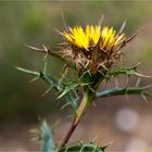 Eberwurzen oder Golddisteln (Carolina corymbosa)