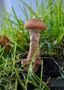 The face and a hat on fungus by Raimo Ketolainen