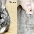 Ebony und Grisu