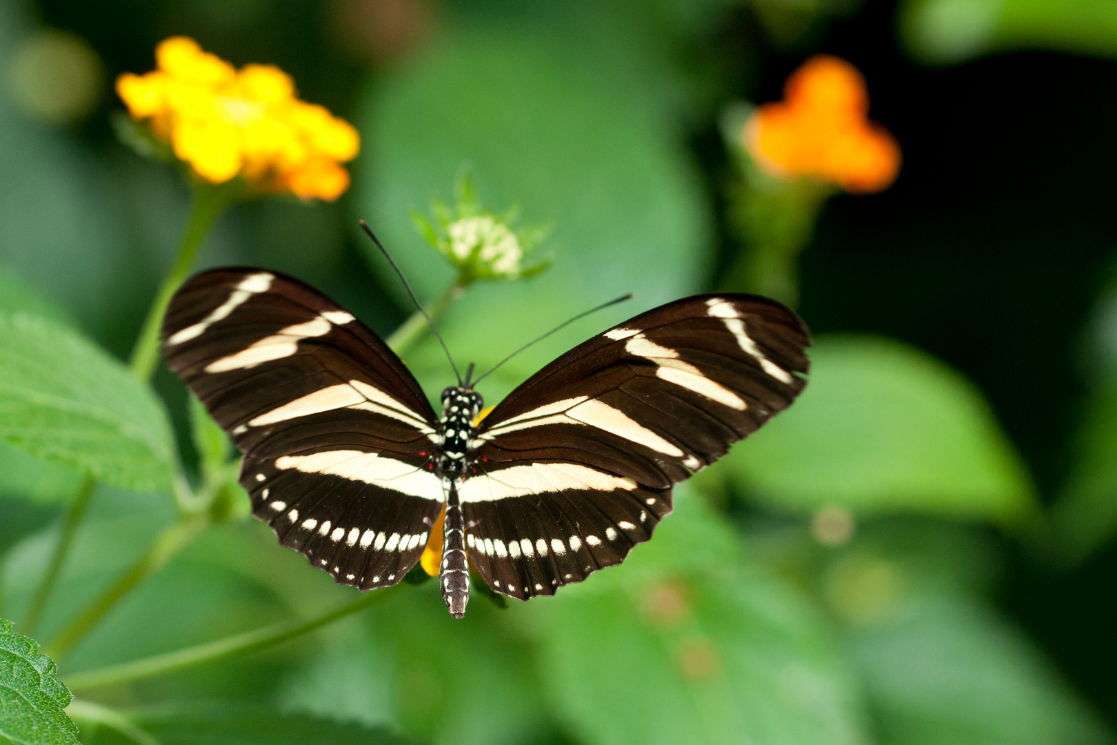 ebra-Heliconius charithonia