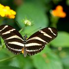 ebra-Heliconius charithonia