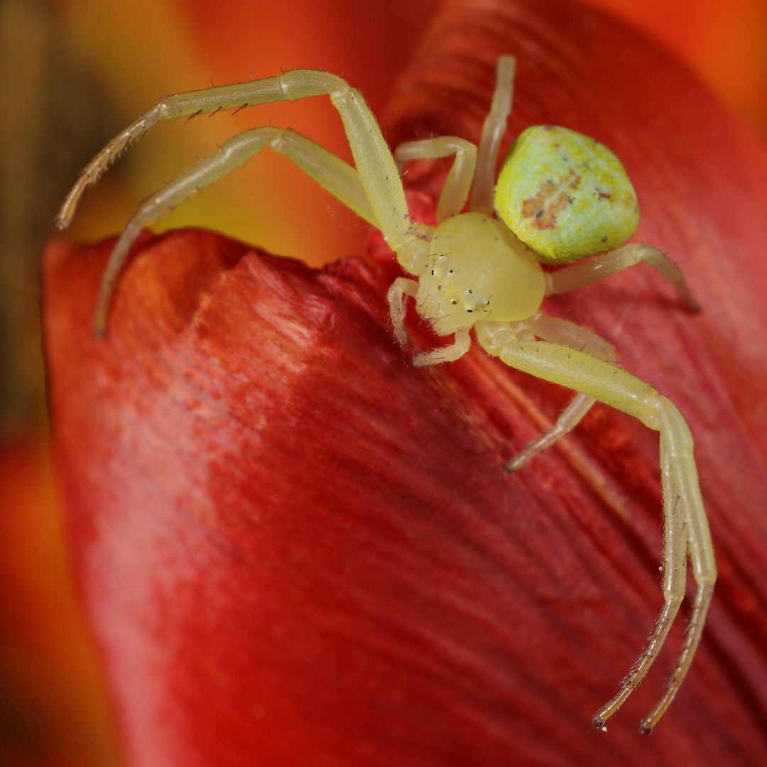 Ebrechtella tricuspidata