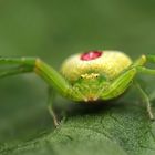 Ebrechtella tricuspidata Weibchen