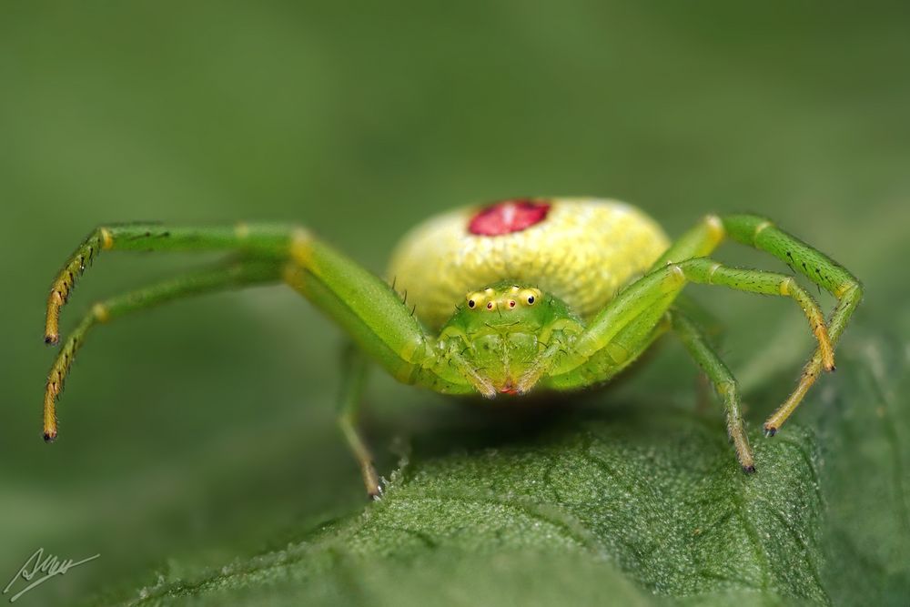 Ebrechtella tricuspidata Weibchen