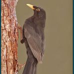 EBV: Amsel (Turdus merula)