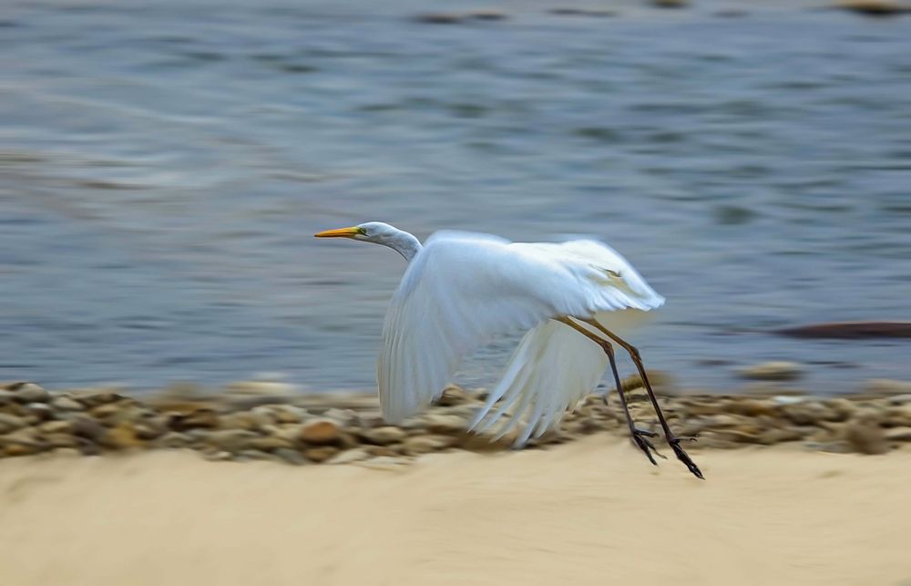 Garza en Rio Grande. de Manuel G. Gomez