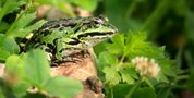 Green Frog by Mark Billiau.