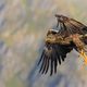 Seeadler, Norwegen