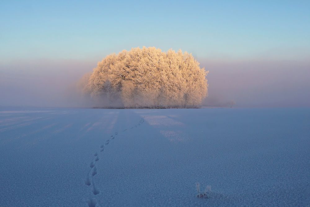 Geheimnisvolle Spuren im Schnee... von Sonja Haase