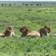 Lwen in der Serengeti