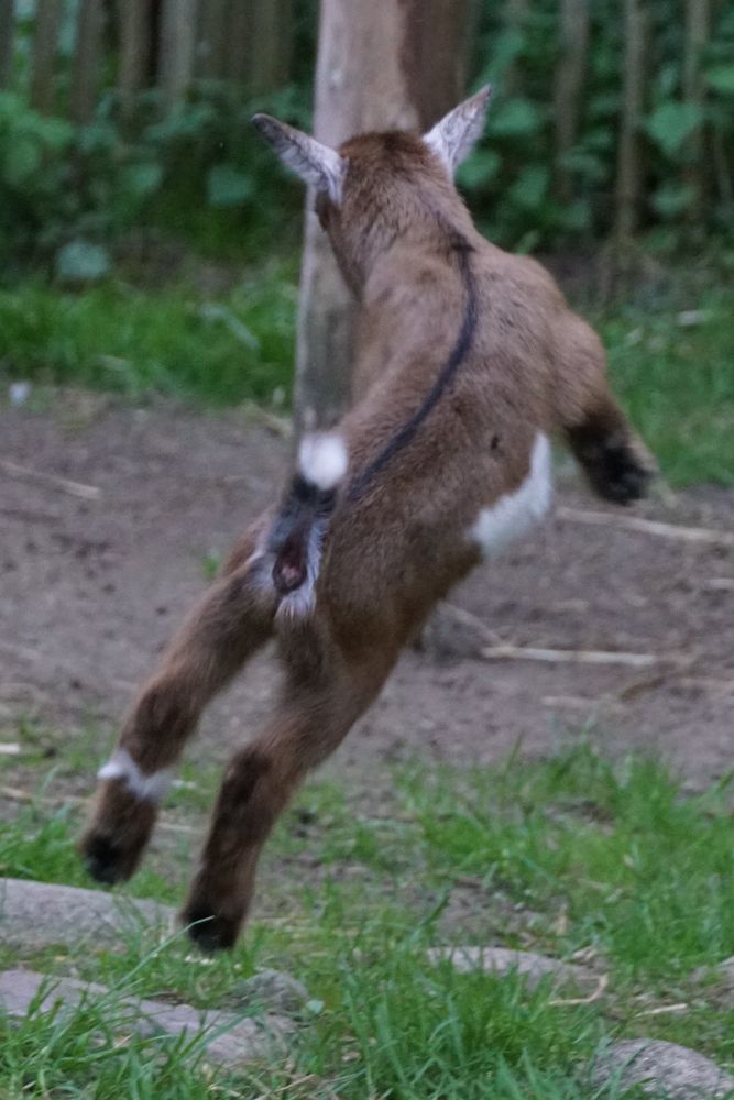 Wie ein Flummi... von Bajar.tb