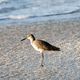 Sandpiper am Strand von Florida