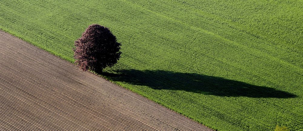 Baum von Martin Zürcher 