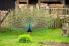 pfau von MyriamPanato