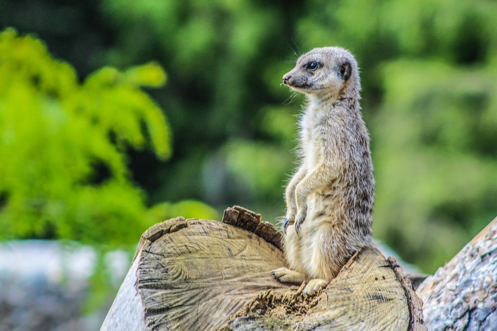 Erdmännchen auf dem Aussichtsposten von Bob PhotoAnima