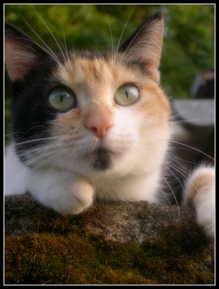 Ecaille De Tortue Photo Et Image Animaux Animaux Domestiques Chats Images Fotocommunity