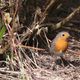 Rouge gorge familier - European robin