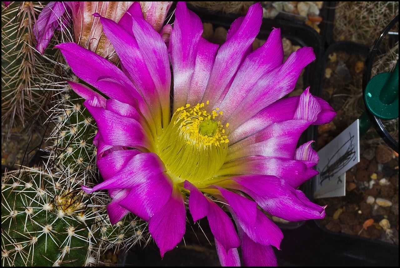 Ecc palmeri in Blüte