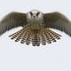 Juv. Rotfufalke (Falco vespertinus)