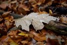 Herbst von Friedhelm Hardekopf