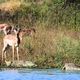 Impalas zwischen den Nilkrokodilen