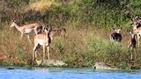 Impalas zwischen den Nilkrokodilen von Michael Kersten