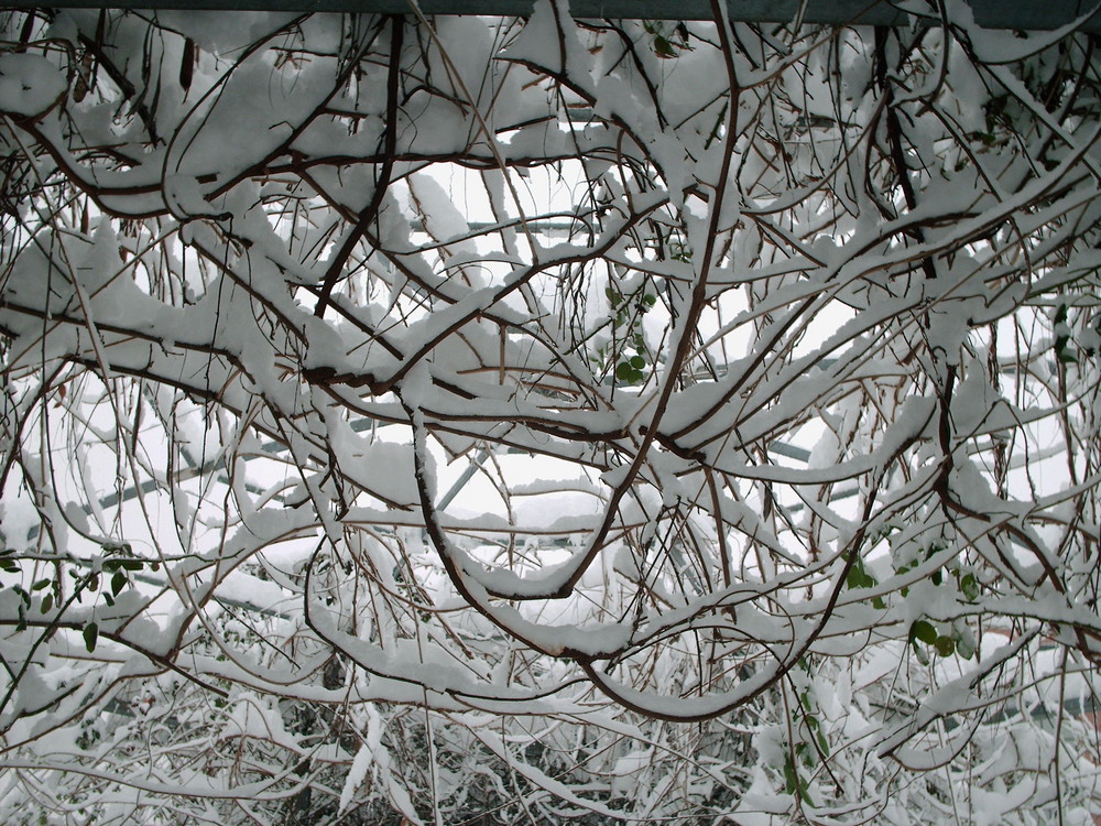 Eccezionale nevicata a Milano #2, ricami di neve